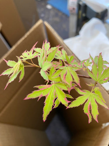 Acer palmatum 'Pink Princess' Variegated Dwarf Japanese Maple - Maple Ridge Nursery